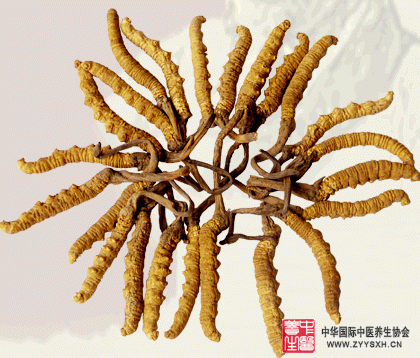 冬虫夏草怎么吃才好