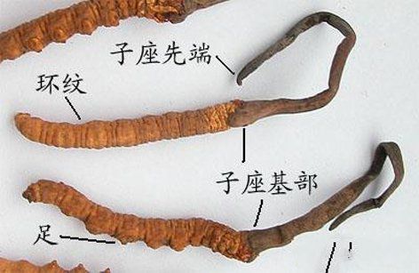 冬虫夏草