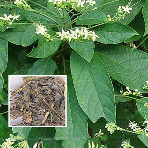 大青叶,大青叶的功效与作用