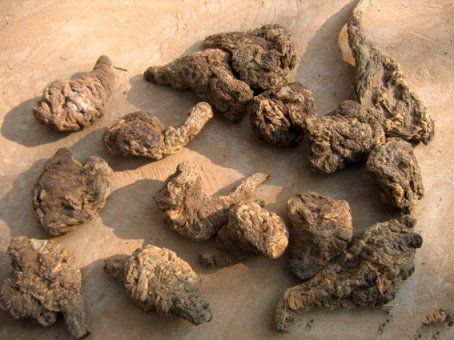 地黄,中药材地黄