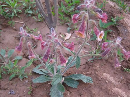 地黄,中药材地黄