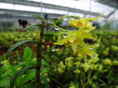 铁皮石斛花